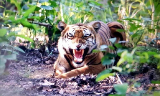 दाङमा बाघको आक्रमणबाट तीन महिला घाइते 