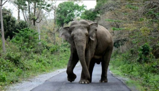हात्तीको आक्रमणबाट माउतेको मृत्यु 
